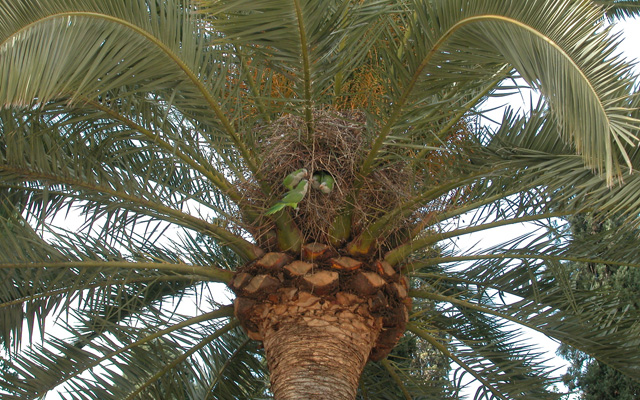 palmtree5918_th.jpg